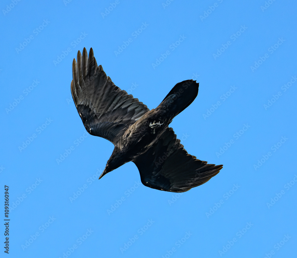 Fototapeta premium raven silhouette in flight on blue sky