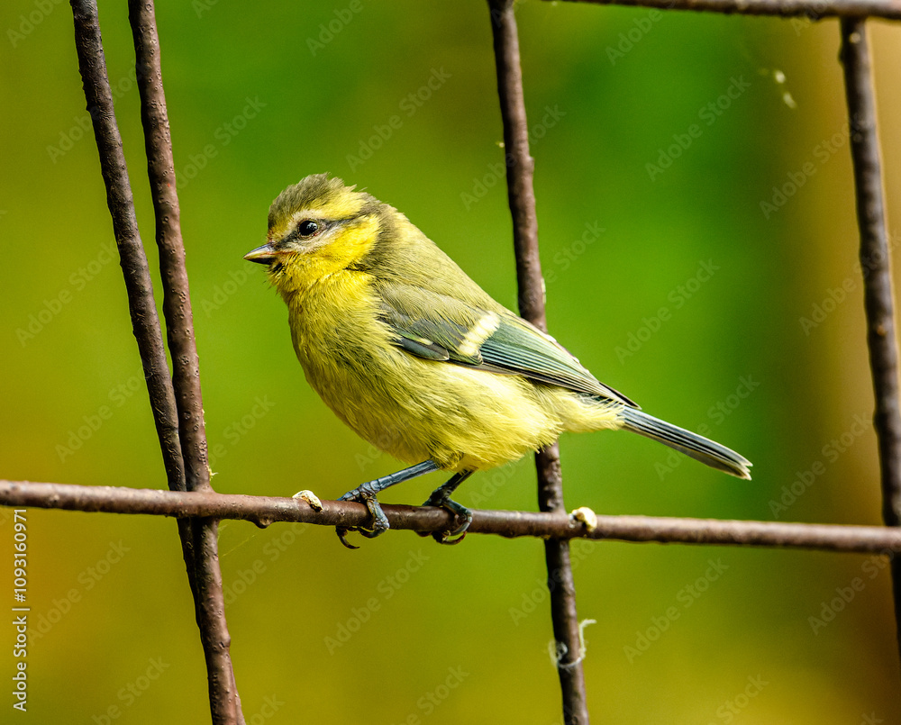 Obraz premium young Eurasian blue tit (Cyanistes caeruleus) on a fence