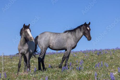 Wild Horses in Summer in the Pryor Mountains Montana 