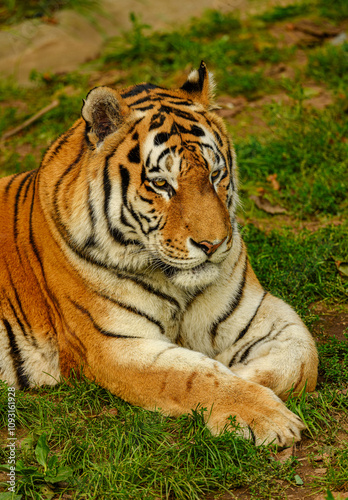 Amur or Siberian tiger (Panthera tigris altaica)