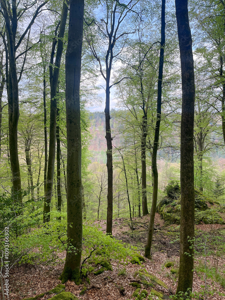 Forest with green leafy trees, mossy rocks and dry leaves on the ground in the Mullerthal region of Luxembourg Forest with green leafy trees, mossy rocks and dry leaves on the ground in the Mullerthal region of Luxembourg