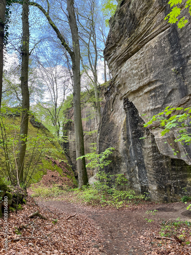 Dirt path in the forest between trees, dry leaves and rocks in the Mullerthal region in Luxembourg photo