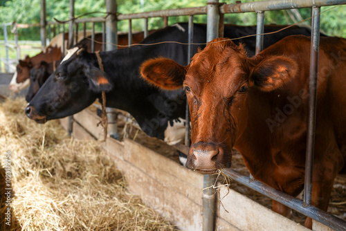 Feed the cows in cowshed at farm, Cows standing in a stall, eating hay and looking at camera. Agriculture industry, farming and animal husbandry concept, livestock in Thailand