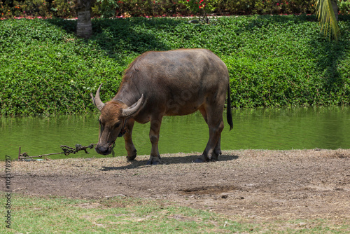 The buffalo is stay in nature garden near the canal at thailand photo