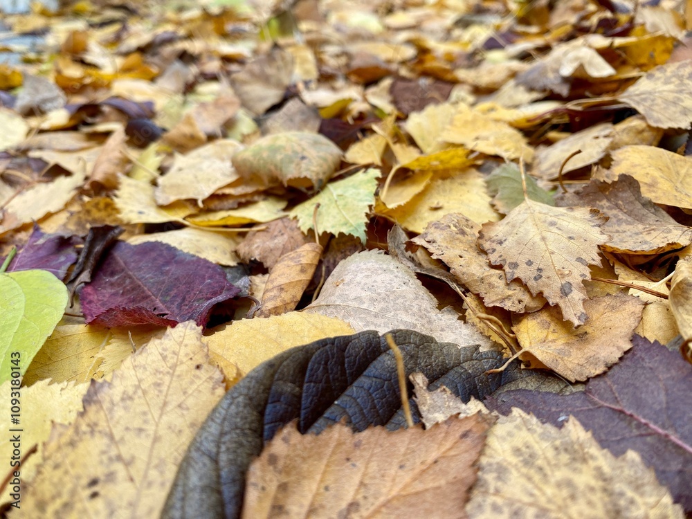 colorful autumn leaves lying on the ground colorful autumn leaves lying on the ground