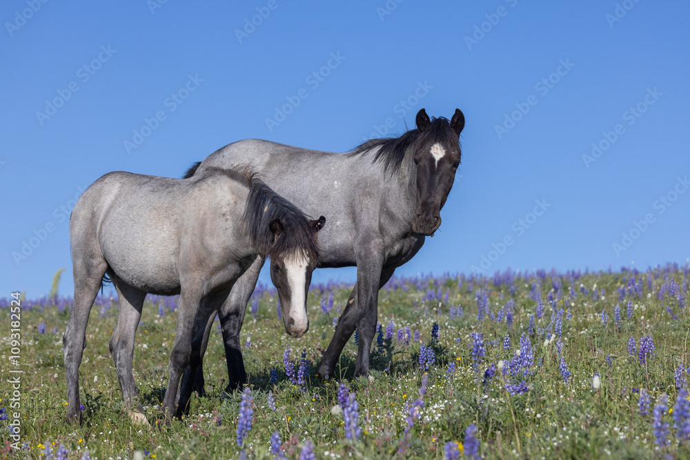 Fototapeta premium Wild Horses in Summer in the Pryor Mountains Montana 
