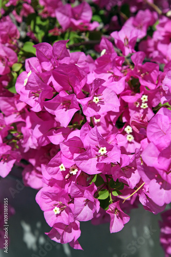Close up of Bougainvillea flowers, Mauritius 
