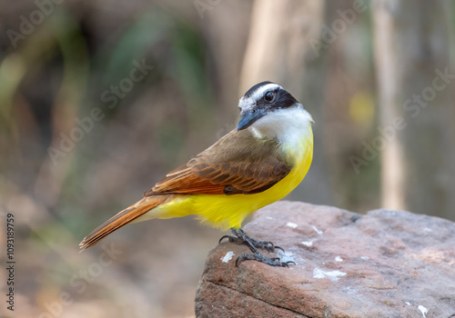 Great Kiskadee Perched on a Rock