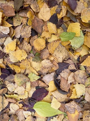 colorful autumn leaves lying on the ground