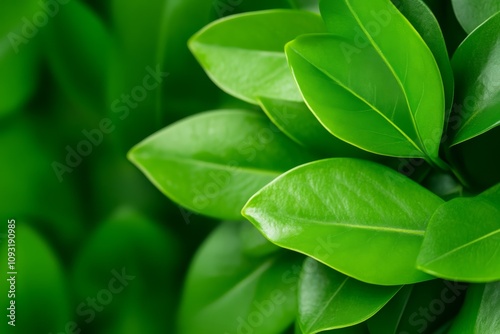 Wallpaper Mural A close-up view of vibrant green leaves, showcasing their glossy texture and intricate shapes, emphasizing nature's beauty. Torontodigital.ca