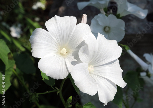 Close up of white annual mallow flowers, Derbyshire England
 photo