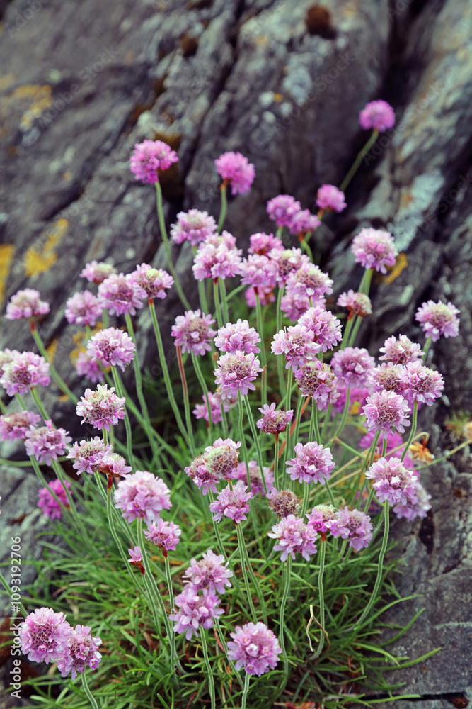 Fototapeta premium Patch of Sea thrift, Scotland 