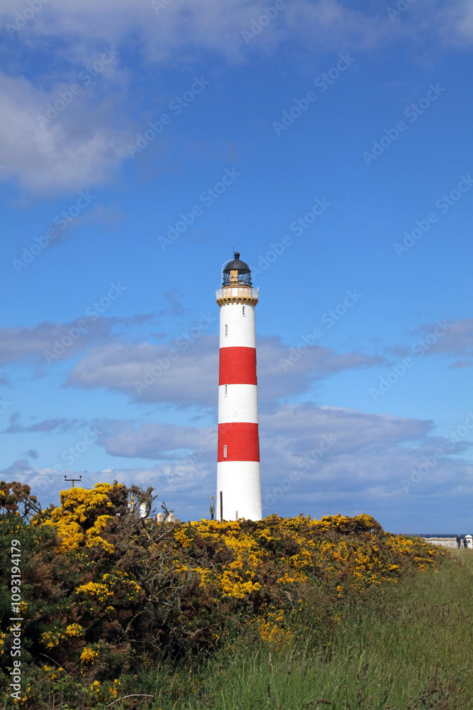 Tarbat Ness Lighthouse with gorse, Scotland
Tarbat Ness Lighthouse with gorse, Scotland