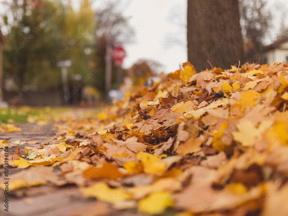 Fall Yellow Leaves Leaf Foliage Nature Background Fall Yellow Leaves Leaf Foliage Nature Background