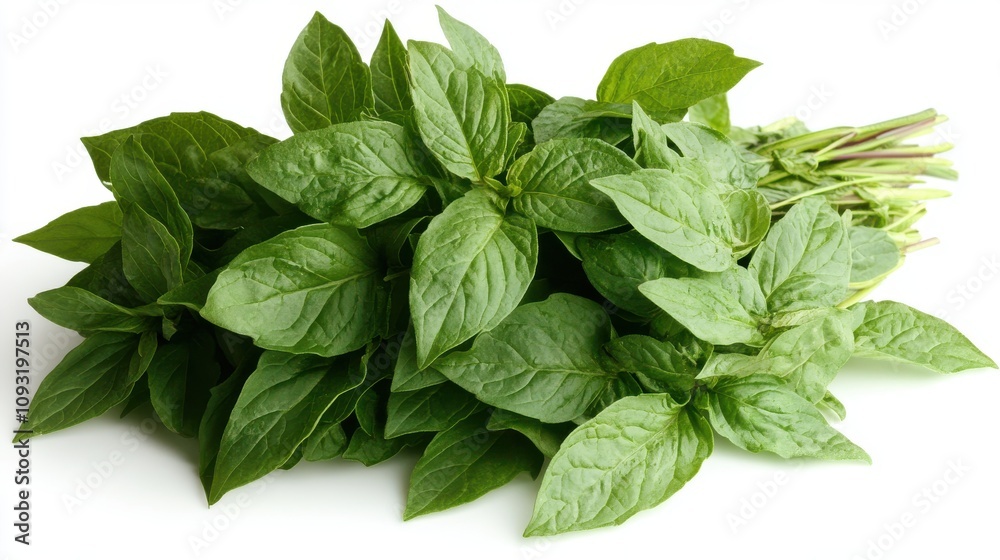 Fresh Herbs for Cooking and Healing on White Background Fresh Herbs for Cooking and Healing on White Background