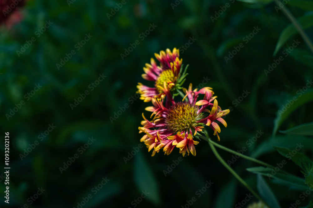 Helenium flowers in the late summer garden Helenium flowers in the late summer garden