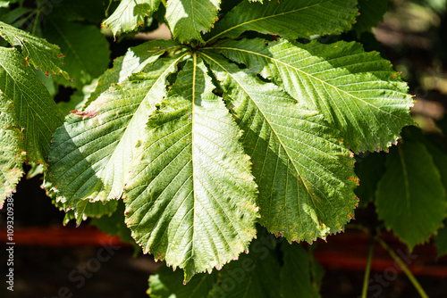 Green leaves of chestnut tree in the park