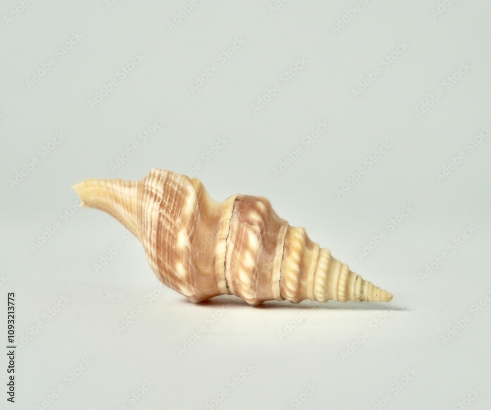 One small beige brown colored conch kerang terompet sea shell marine object isolated on horizontal white background. One small beige brown colored conch kerang terompet sea shell marine object isolated on horizontal white background.
