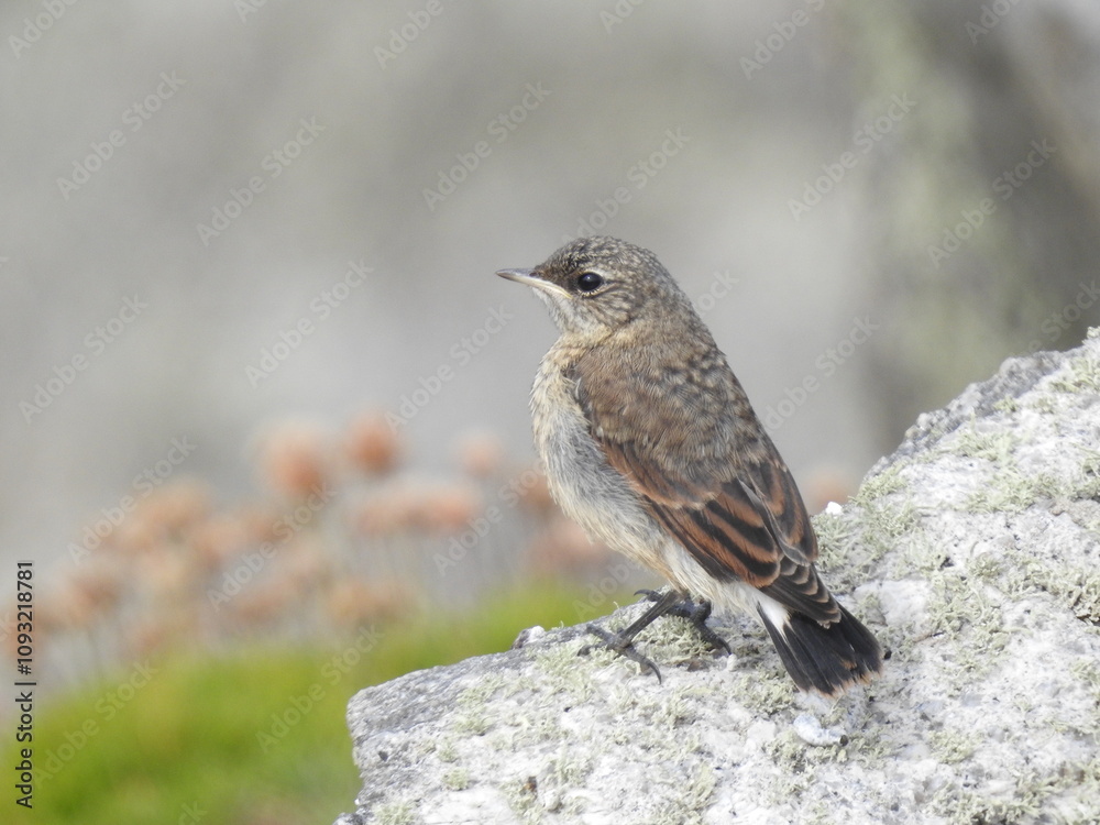 Northern Wheatear perching on the side of a sloping rock