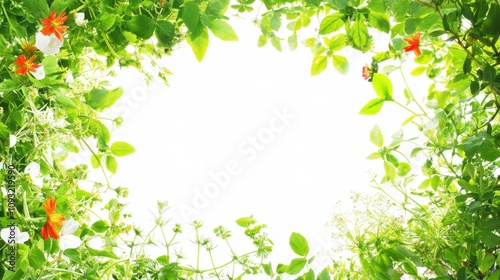 Isolated Green Plants and Spices on White Background