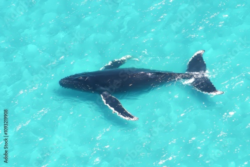 It floats on the surface of the sea, up to two feet in length, and has tubercles protruding from its mouth, Silver Bank, Silver and Navidad Bank Sanctuary, Atlantic Ocean, Dominican Republic, Central photo