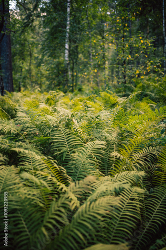 Natural green fern wallpape...