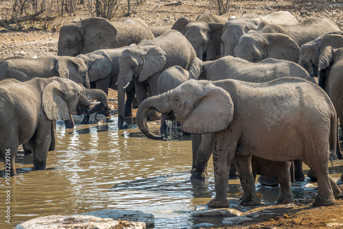 Photography Large herd of elephants drinking at Halali waterhole in Etosha National Park, wi