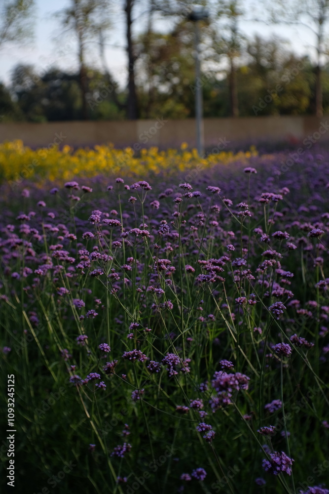 Fototapeta premium lavender field in spring