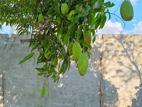 Green mangoes (Mangifera indica) hanging from a tree in a house in Guatemala. Typical fruit of Guatemala