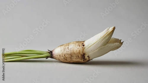 A single, oddly shaped white radish lies on a light gray surface photo