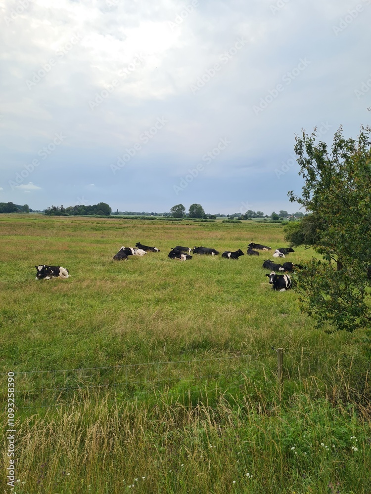 cows grazing in a field