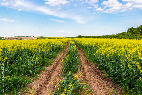 Two tractor tire tracks in a rapeseed field, dirt road in Southern Bulgaria, Haskovo region  photo