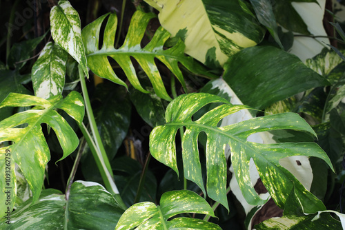 Variegated Aroid Epipremnum Yellow flame rare indoor house plant