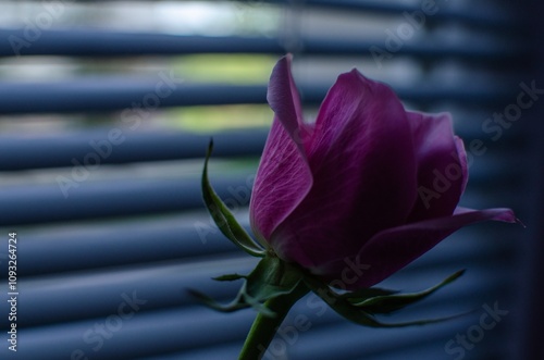 Pink rose on the background of blinds on the window, frosted stile photo