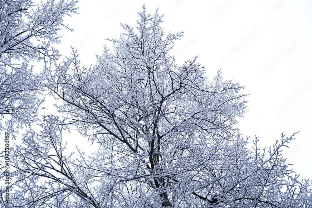 Tree branches frozen in snow. Tree view from below Tree branches frozen in snow. Tree view from below