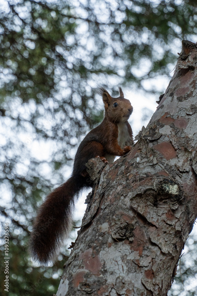 A squirrel is sitting on a tree branch A squirrel is sitting on a tree branch