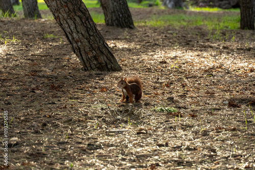 A squirrel is walking through a field of leaves