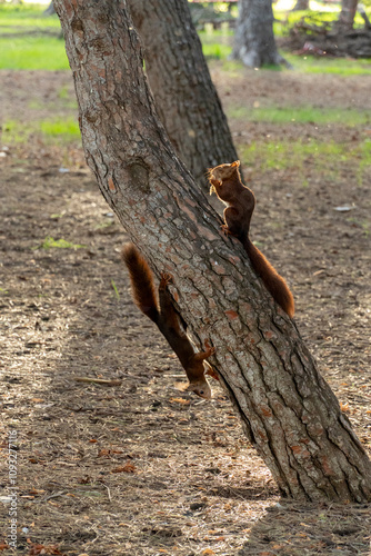 Two squirrel are climbing up a tree trunk