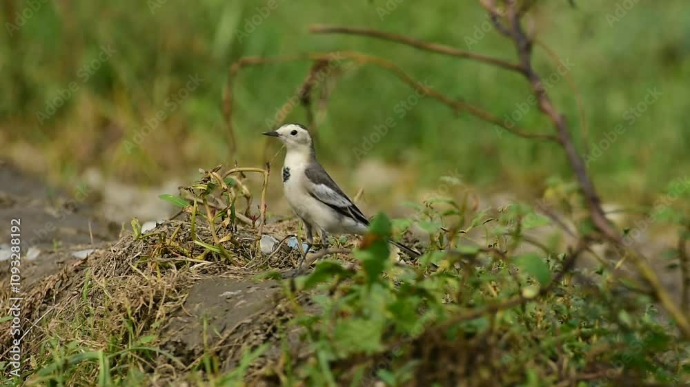 white wagtail is a small songbird