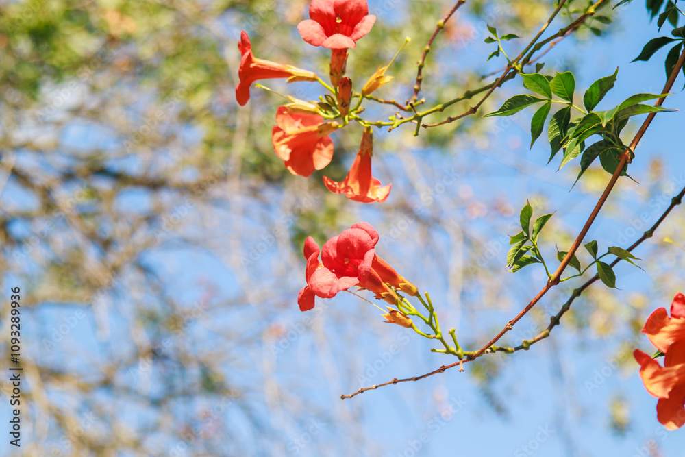 red trumpet vine flower, green leaves (Campsis radicans) hanging down and blue sky red trumpet vine flower, green leaves (Campsis radicans) hanging down and blue sky