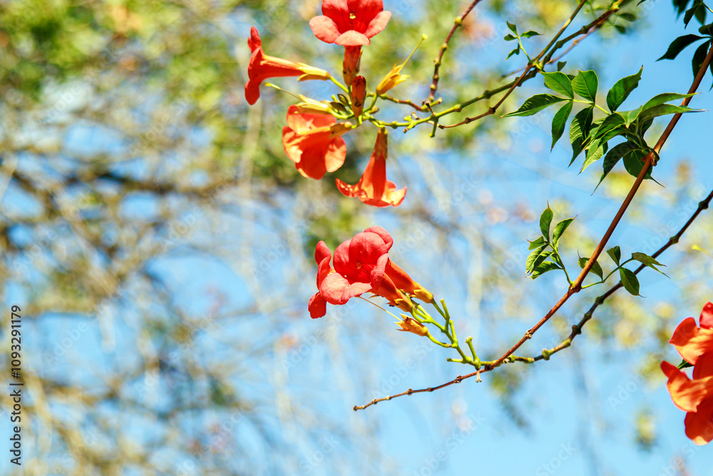 red trumpet vine flower, green leaves (Campsis radicans) hanging down and blue sky red trumpet vine flower, green leaves (Campsis radicans) hanging down and blue sky