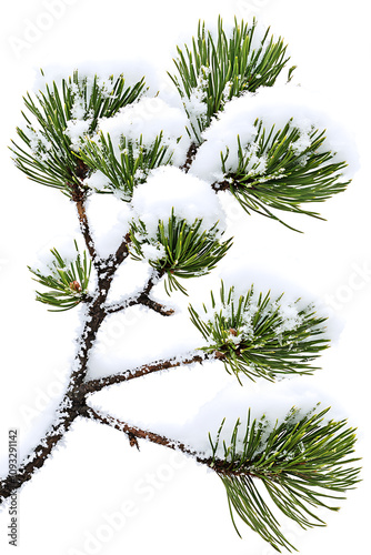 Isolated snowy evergreen branch with delicate frost, placed againstpure white background forminimalist aesthetic, printspace ,Abstract textures, blurred motion, dreamlike colors photo