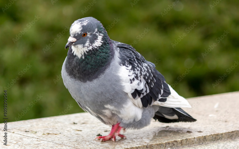 Fototapeta premium A blue pigeon. These birds were tamed by man.