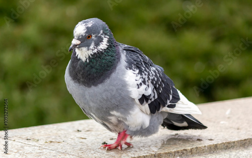 A blue pigeon. These birds were tamed by man. photo