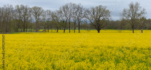 field of yellow rapeseed