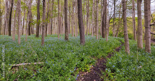 footpath in the forest filled with blue bell flowers