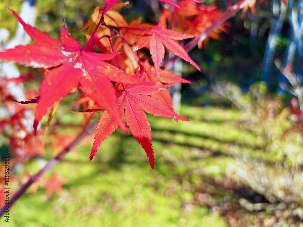 紅く色付いたモミジのクローズアップ