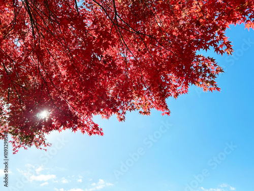 紅く色づいたモミジの葉と青空 photo