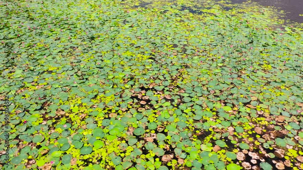 Top view of Lake with lotuses and aquatic plants in the national park of Sri Lanka. Top view of Lake with lotuses and aquatic plants in the national park of Sri Lanka.