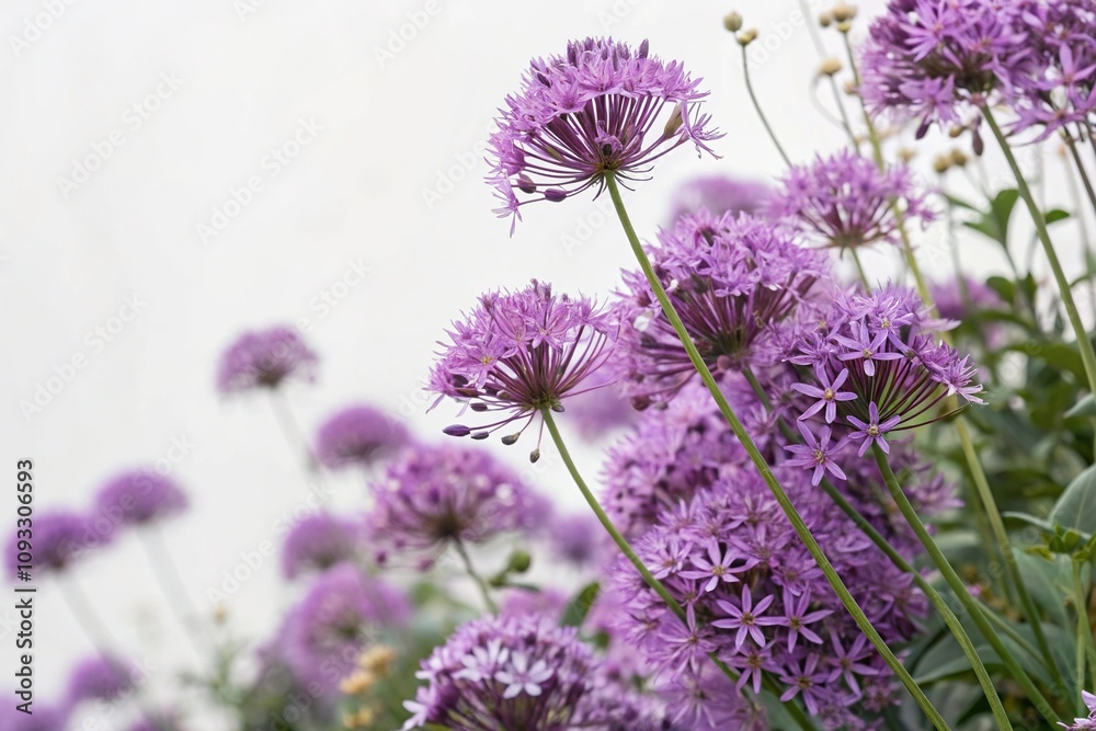 Fototapeta premium A beautiful and intricate floral pattern featuring purple flowers, floral patterns, purple flowers, botanical art, floral arrangements, decorative flowers